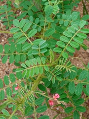 Indigofera hendecaphylla