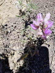 Lupinus formosus
