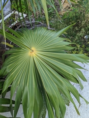 Thrinax radiata