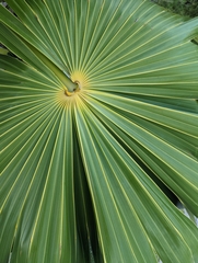 Thrinax radiata