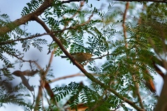 Phylloscopus inornatus