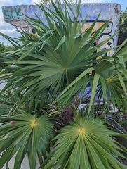 Thrinax radiata