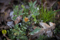 Ranunculus austro-oreganus