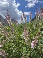 Hedysarum occidentale