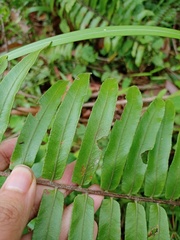 Nephrolepis brownii