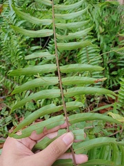 Nephrolepis brownii