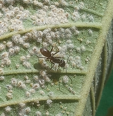 Dorymyrmex