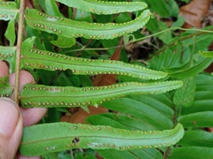 Nephrolepis brownii