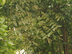 Caryota maxima
