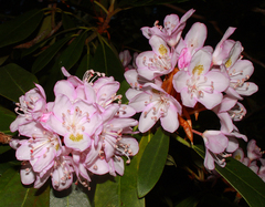 Rhododendron maximum