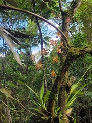 Oncidium spectatissimum