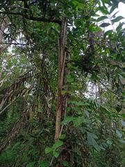 Caryota maxima