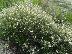 Clematis songorica