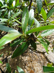 Augusta