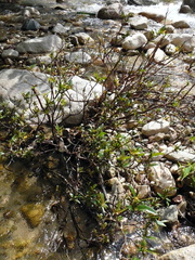 Augusta