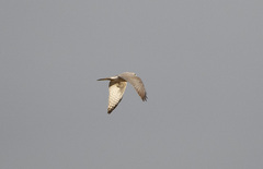 Accipiter brevipes