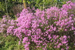 Rhododendron canadense