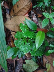 Selaginella intermedia