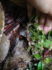 Selaginella intermedia