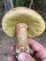 Boletus pseudopinophilus
