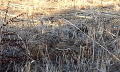 Lepus granatensis