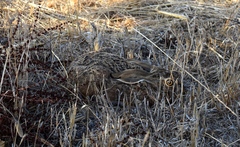 Lepus granatensis