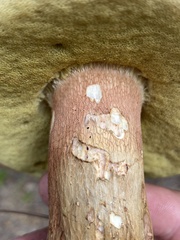 Boletus pseudopinophilus
