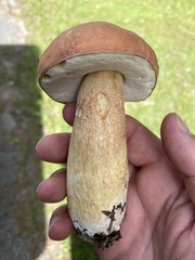 Boletus pseudopinophilus