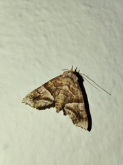 Cecharismena