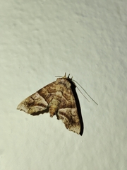 Cecharismena