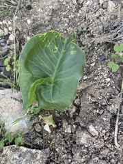 Arum palaestinum