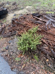 Baccharis pilularis consanguinea