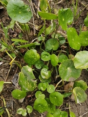 Hydrocotyle umbellata