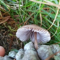 Mycena seynii
