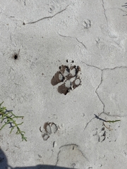 Chrysocyon brachyurus