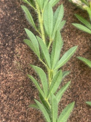 Leobordea foliosa