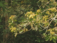 Lithocarpus