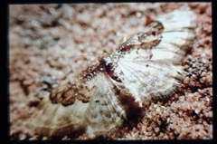 Idaea rusticata