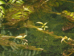 Stenochlaena palustris