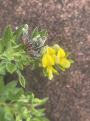 Leobordea foliosa