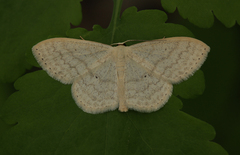 Scopula floslactata