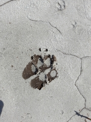 Chrysocyon brachyurus