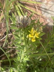 Leobordea foliosa