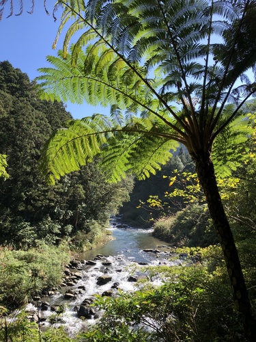 Cyathea lepifera iNat (1)