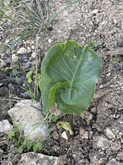 Arum palaestinum