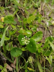 Hydrocotyle umbellata