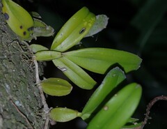 Bulbophyllum scaberulum