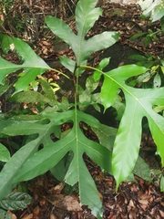 Artocarpus elasticus