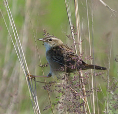 Helopsaltes certhiola