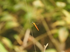 Orchithemis pulcherrima